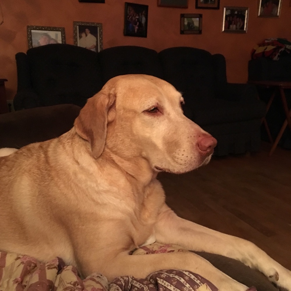 Meet your Posher, Lori